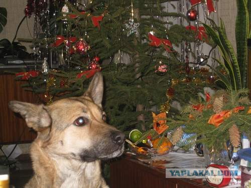 Домашние животные: тогда и сейчас