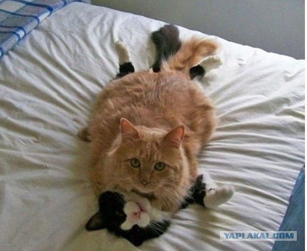 Невыразительные коты
