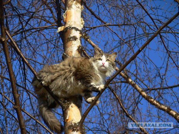 История спасения кота Васи