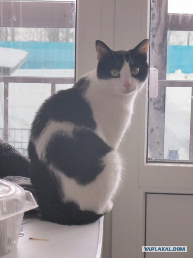Котовторник 25.02.2014