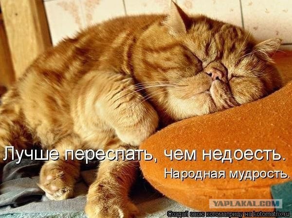 Котовторник 25.02.2014