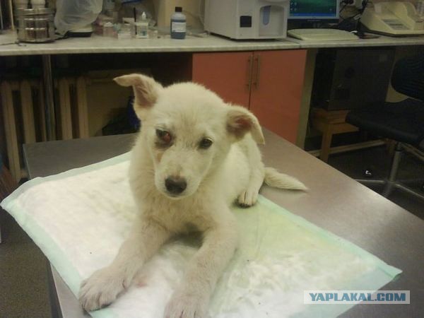 Спасенные собаки