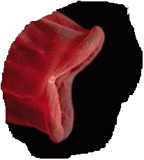 Марианская впадина