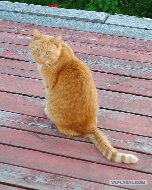 Котовторник 20.05.2014