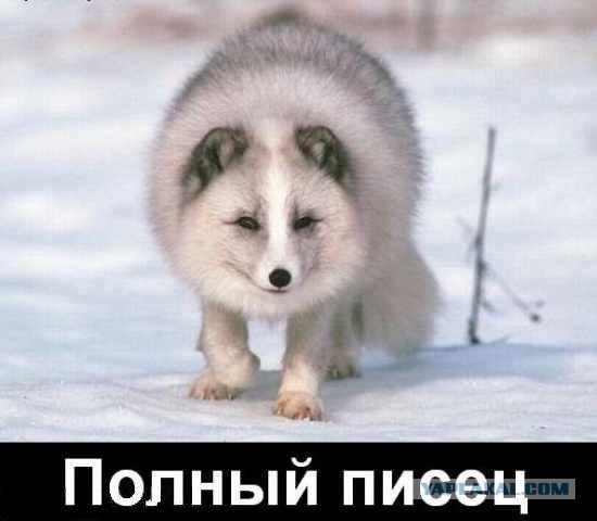 Добряки, плюсующие всех подряд