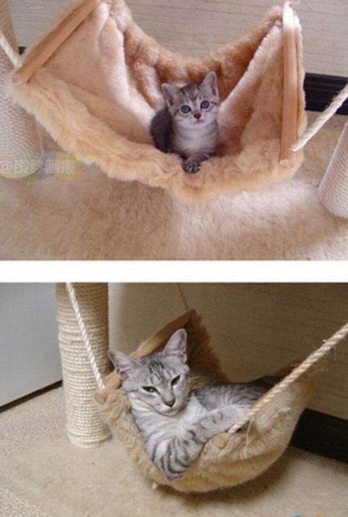 Рисованный котовторник