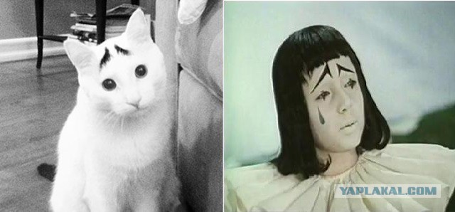 Забавные коты и кошки