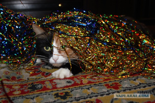 Котовторник 18.11.2014