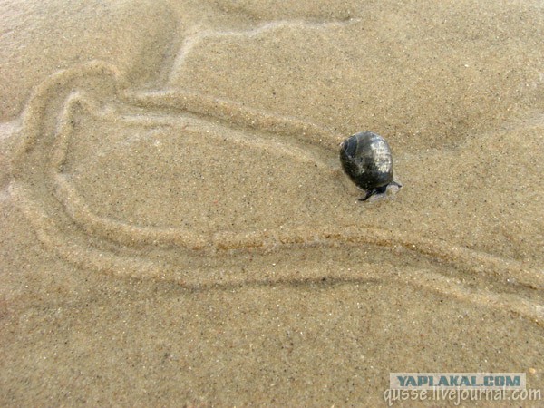 Есть следопыты на ЯПе?