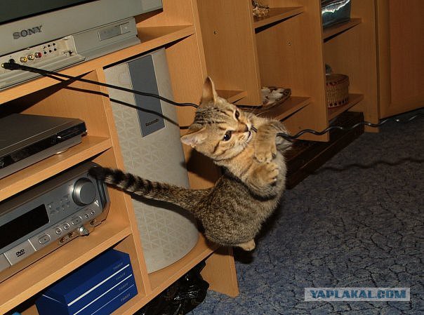 Буду краток