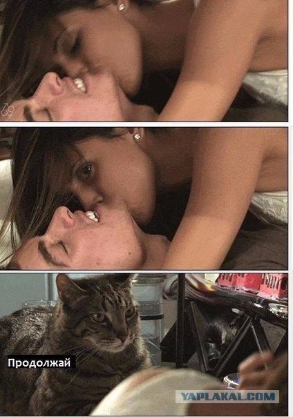 Известные котомемы.