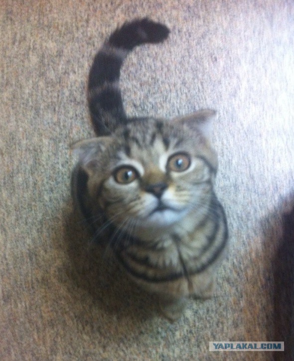 Котовторник 30,06, 2015