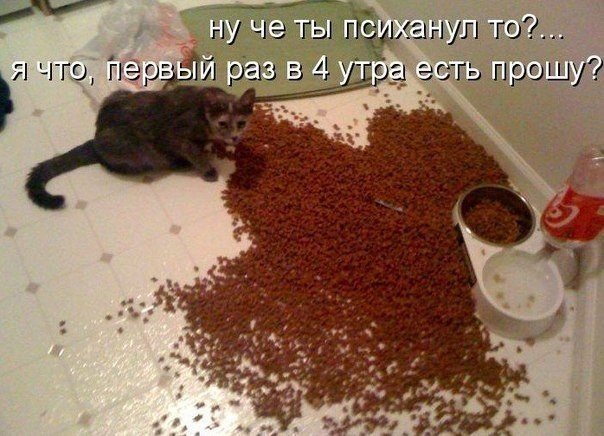Котэподборка