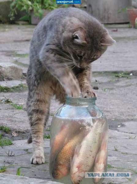 Котовторник 29-09-2015,