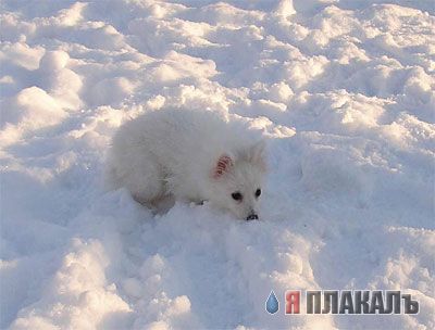 СОБАКИ и ЩЕНКИ. Все про собак!