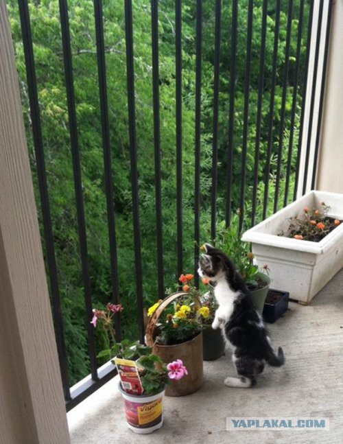 Котовторник