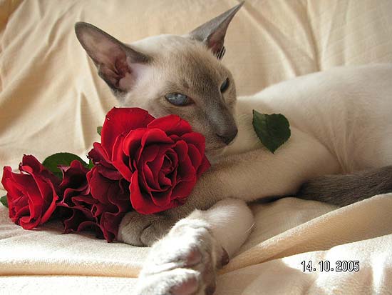 Коты, кошки, котята