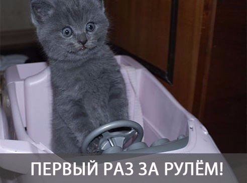 Мохнатые беспредельщики
