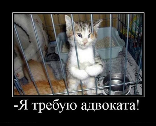 Демы к котовторнику!