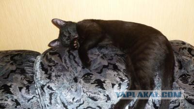 В полном отрубе: очень крепко уснувшие кошки и коты