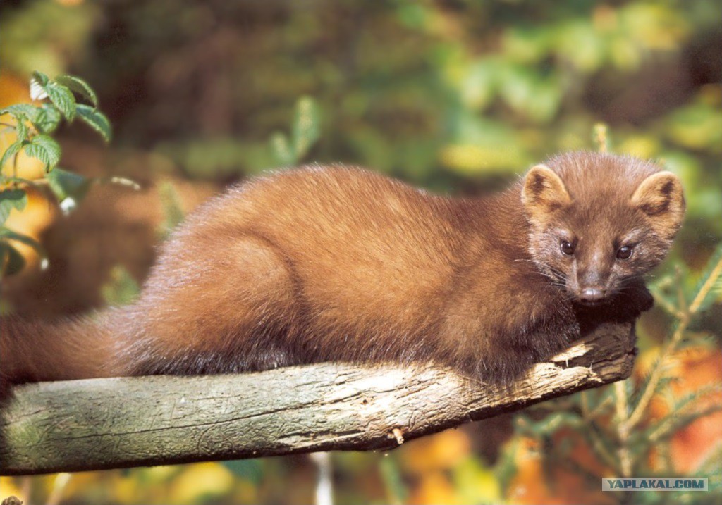 Куница лесная куница. Лесная куница семейство. Лесная куница с детенышами. Куница это кто. Лесная куница martes martes.
