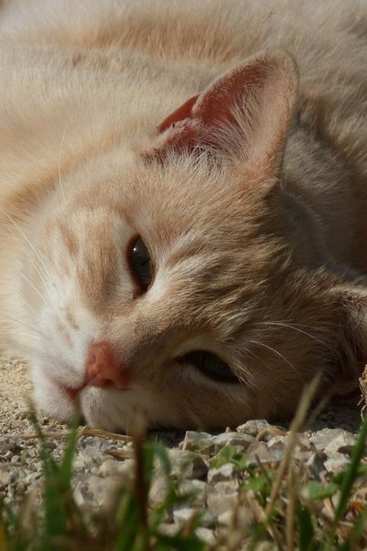 Коты из сети