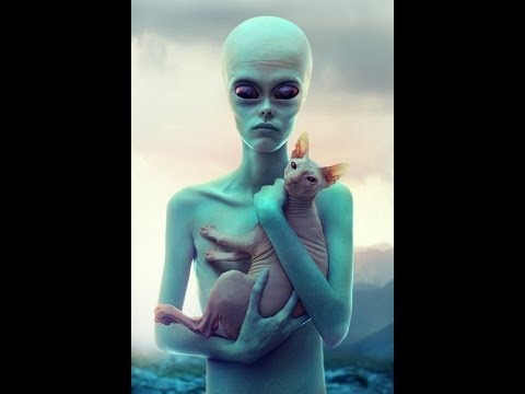 Некоторые занимательные факты о кошках сфинксах