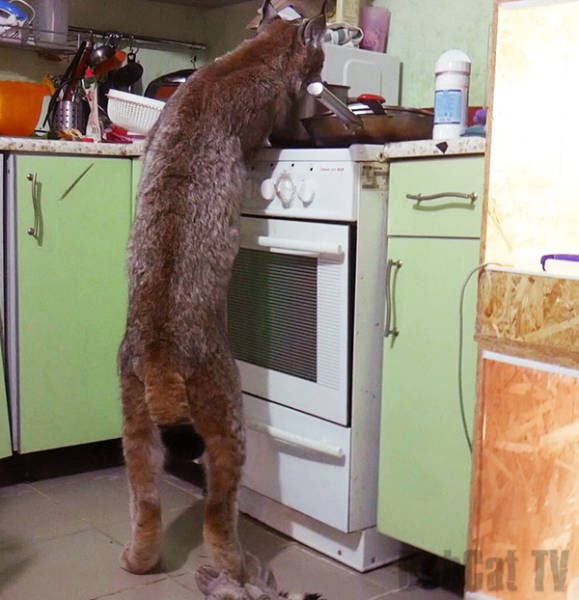Коты и Кошки