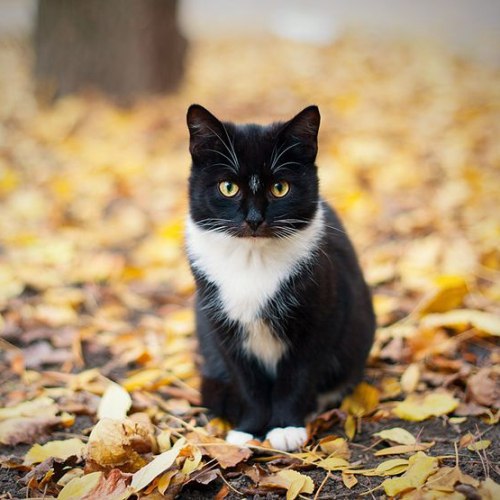 Коты и Кошки