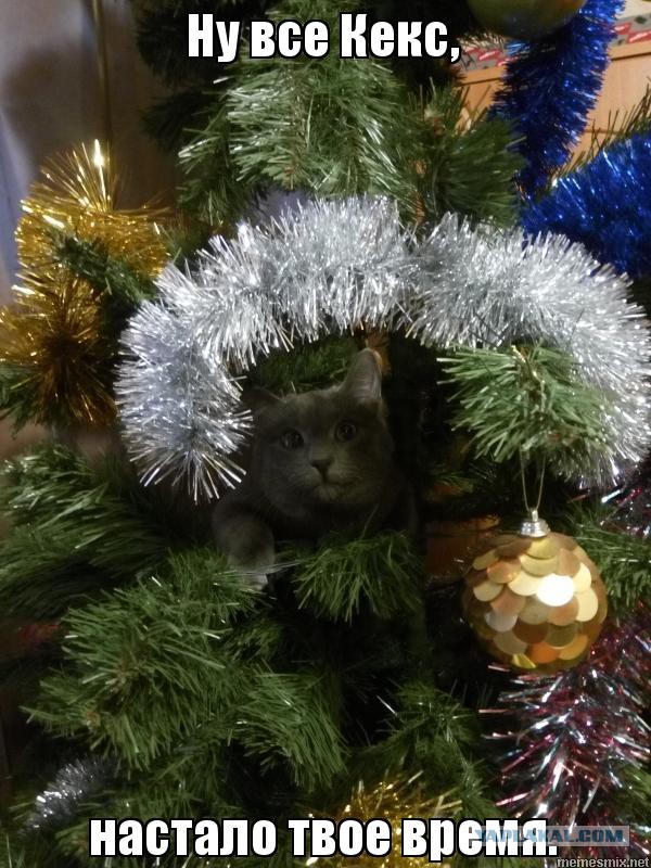 Фотографии кошек на новогодних елках начинают заполнять интернет