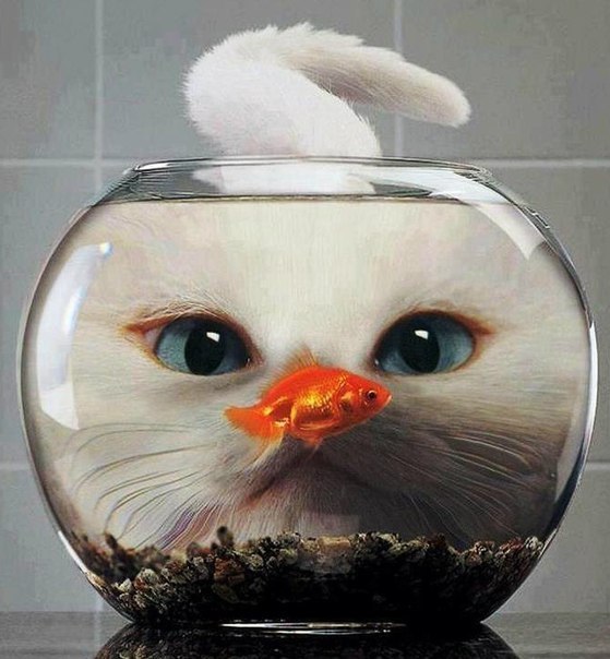 Неадекватные коты