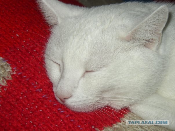 Котовторник на вторник! (30.09.2008)
