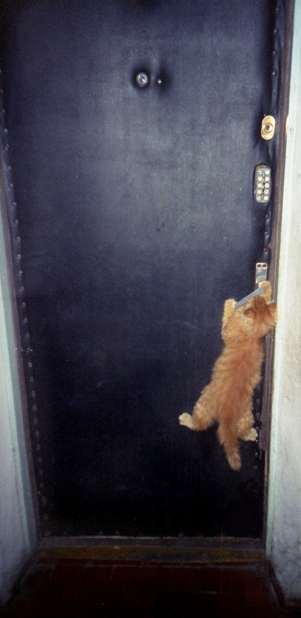 Котовторник на 04.08.2009
