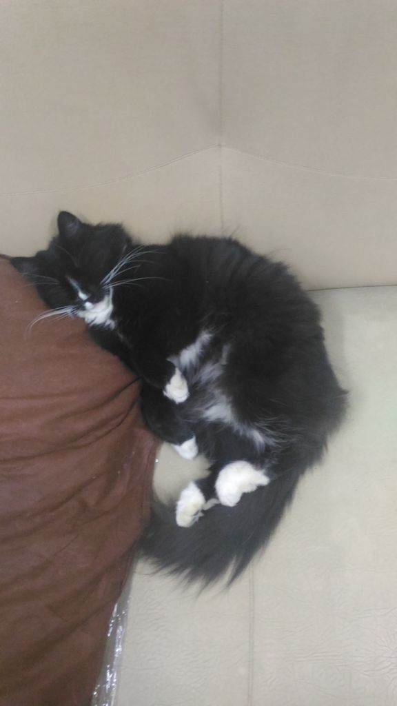 Котовторник 11.09.18.