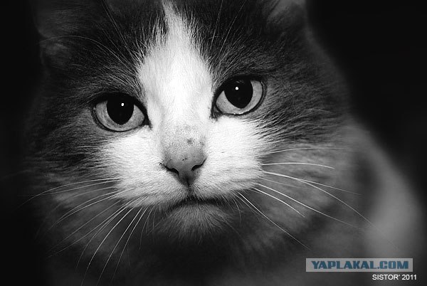 Котовторник стартует
