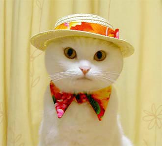 Начинаем котовторник!
