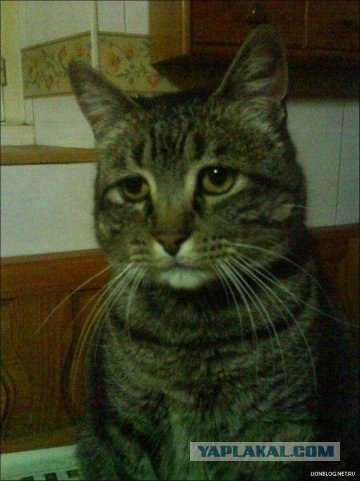 Котовторник в "КотоГетто"