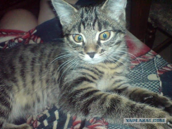 Котовторник 17 января