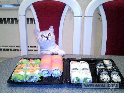 Котовторник (07.02.2012)