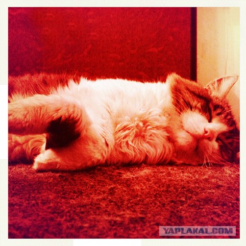 Котовторник 31.07.2012 г.