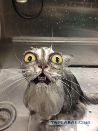 Кушать? Бегу-бегу!