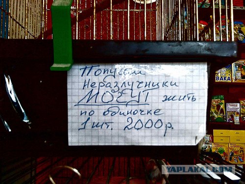 Конкурс "РАБ"