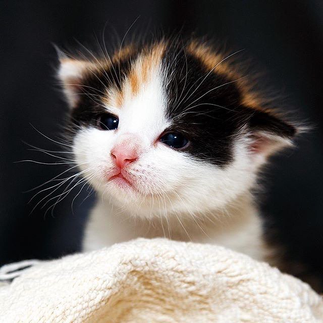 Котики