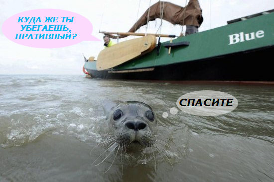 Фотожаба: Испуганый морской котик