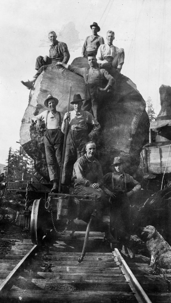 Лесорубы, вырубившие гигантские деревья Британской Колумбии, 1900-1930 гг