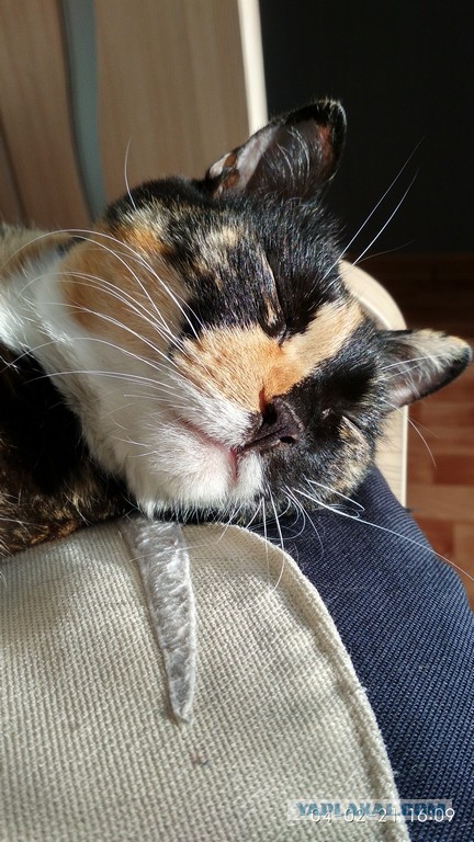 Котаны с забавным окрасом