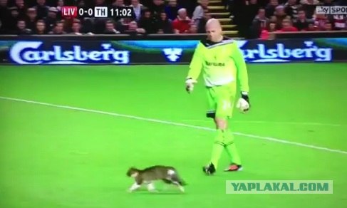 Котяра на футбольном поле