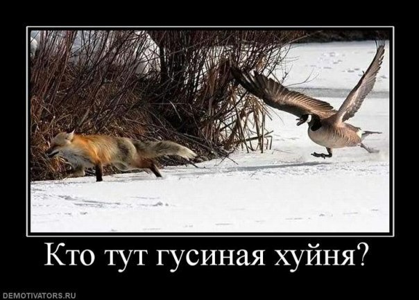 Злобный гусь