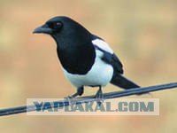 Хитрая ворона крадет сковородку