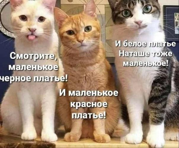 Так себе картинки 11.08.21
